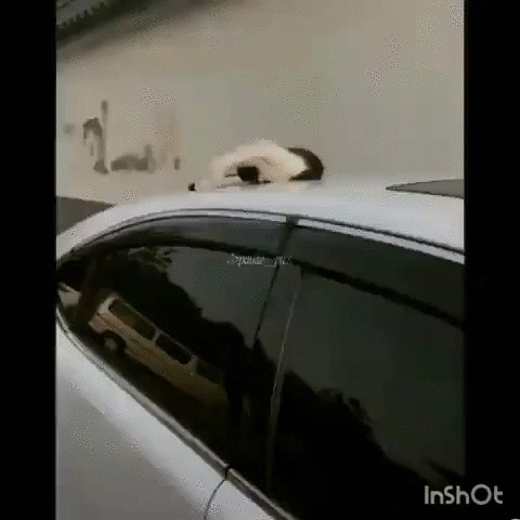 Не будите спящего котика Кот, Животные, Сон, Пробуждение, Авто, Гифка