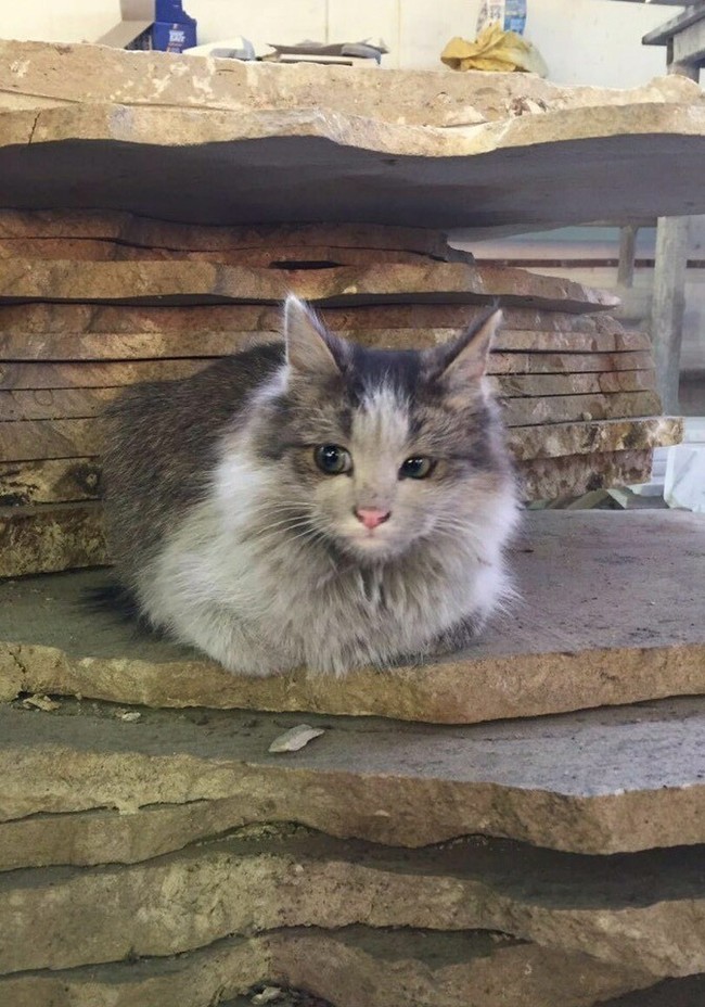 Continuing the theme of factory cats - cat, Factory