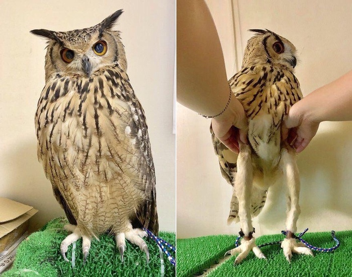 When you skip leg day. - Gym, Sport, Weightlifting, Owl, Birds