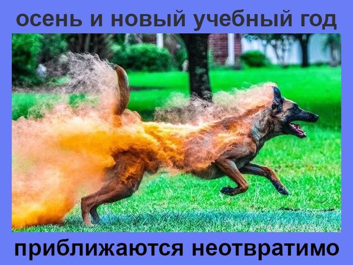 With what we congratulate ourselves ... - Dog, Run, Powder, The photo, Fire, Autumn, Academic year, September 1