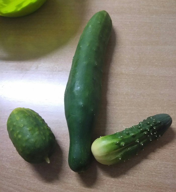 home garden - My, Cucumbers, , Mutant, Fun, Vegetable garden on the windowsill