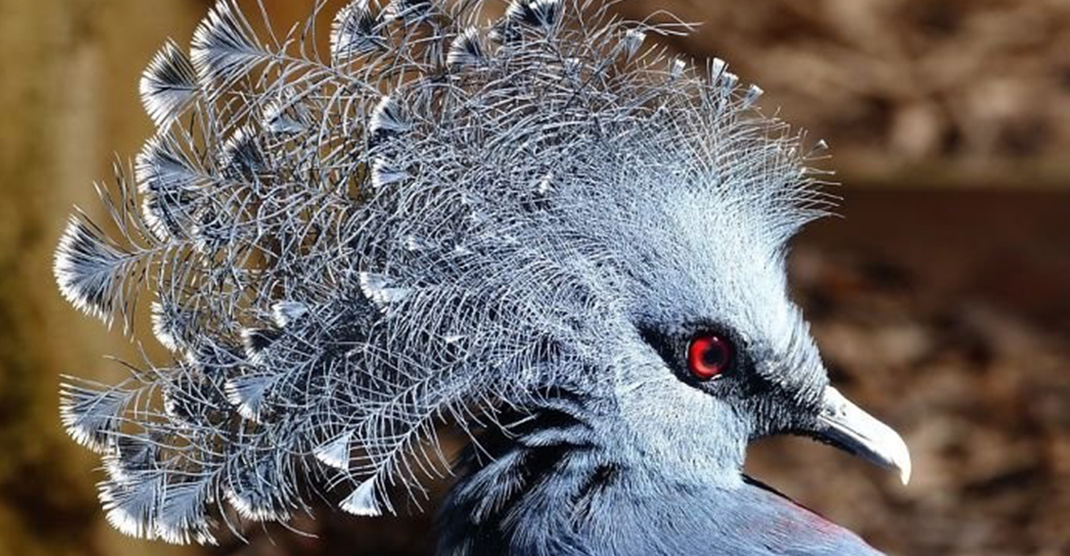 Как называется китайский серый птица. Веероносный венценосный голубь. Веуроносный вунценосный голубь. Венценосные голуби Австралия.