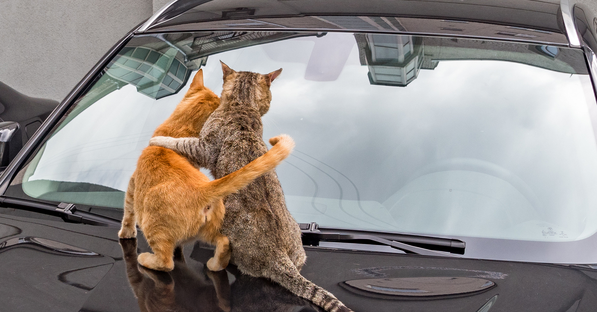 Кошка на капоте. Кот в автомобиле. Кот на капоте машины. Кот едет. Кот едет в машине.