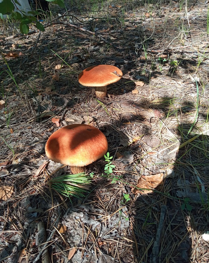 August harvest) - My, Mushrooms, Forest