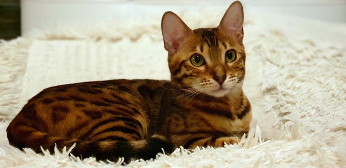 Gorgeous - My, Bengal cat, cat, Gorgeous