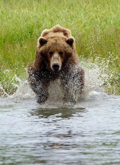 I'm on my way - The photo, The Bears, Animals