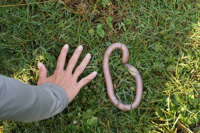 Earthworm in Uganda - Reddit, , Uganda