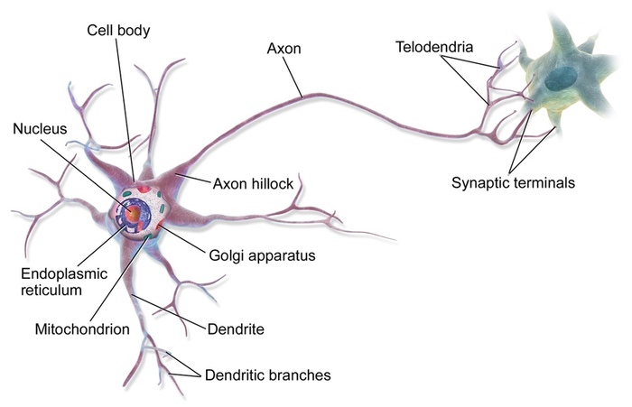 Electric soul. Psychophysiology for dummies - My, Psychology, Psychophysiology, Mikhail Prynkov, Brain, Neurobiology, Neurophysiology, Neurotransmitters, Longpost