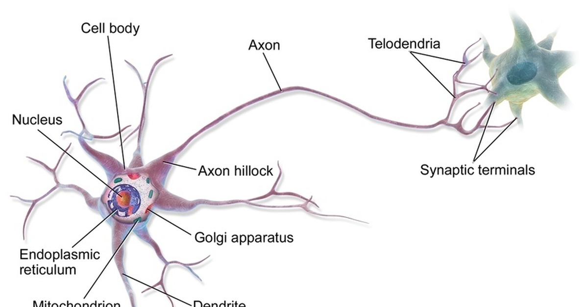 Тело нервной клетки