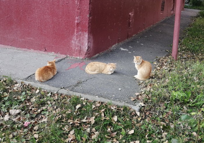 Союз рыжих... - Моё, Толстые котики, Рыжие, Кот