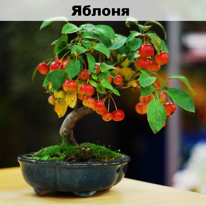 Such a different bonsai - Bonsai, Interesting, Longpost