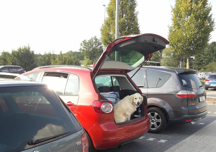 Very good guard ;) - Parking, Car, Germany, Dog