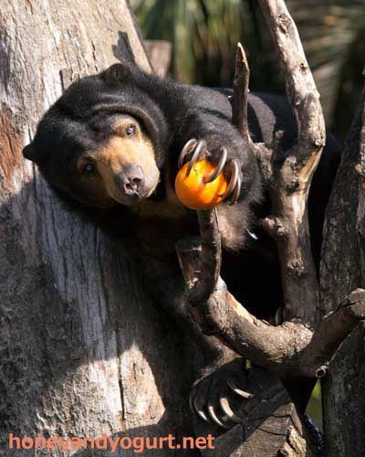 ����� ����������