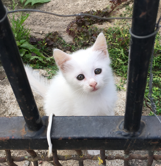 I'm sitting behind bars, in a damp dungeon... - My, cat, Kittens, Catomafia, Sadness, Yearning, Sadness, Milota