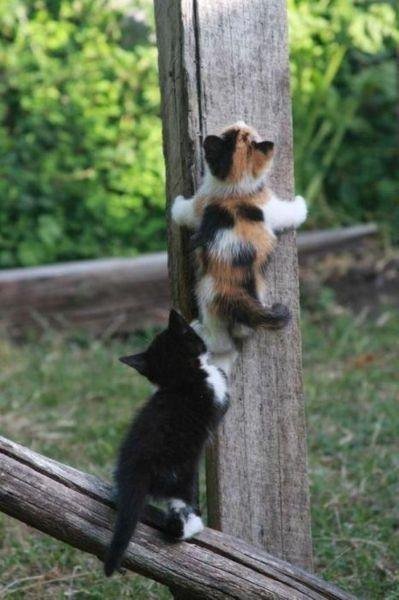 Brother will always help! - Milota, cat