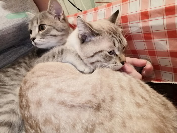 Evening hugs - My, cat, Hugs, House, Family