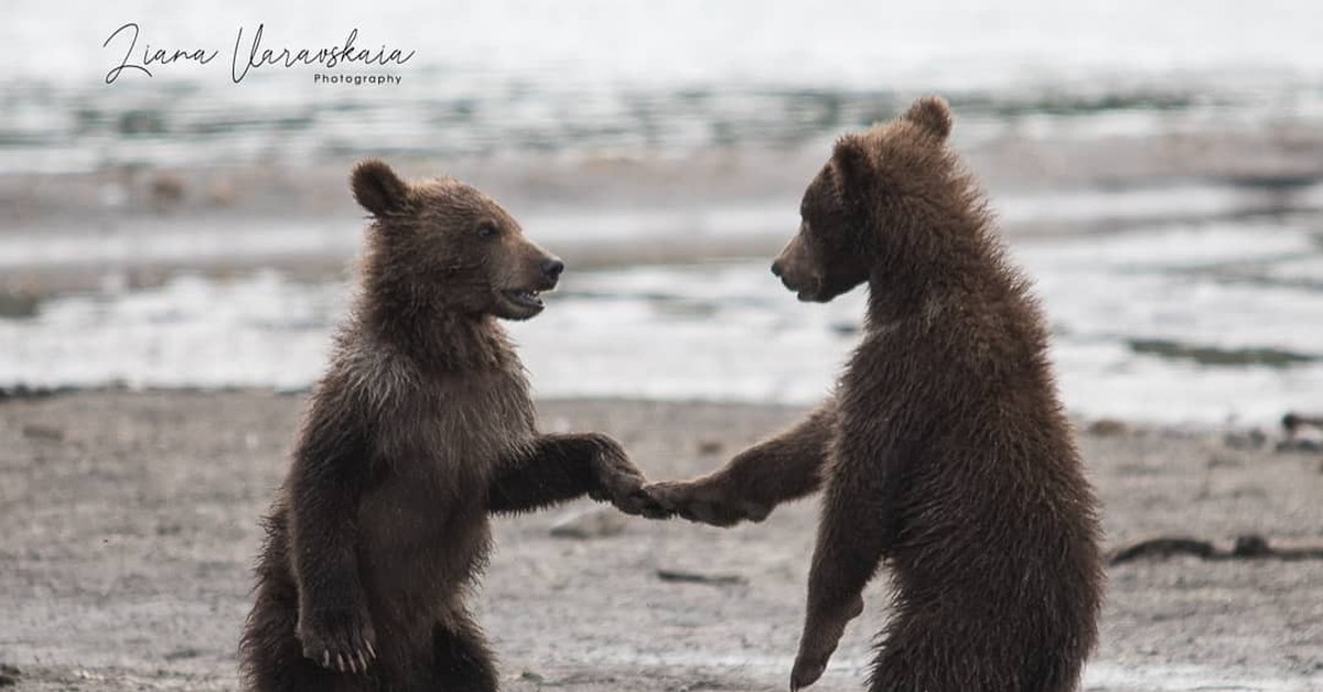 Песня танец медведей