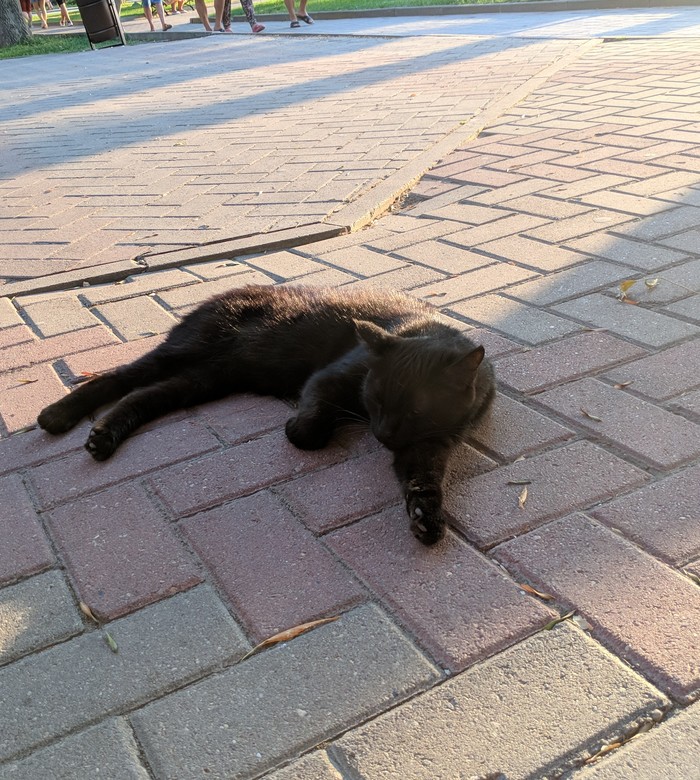 Gelendzhik seals - My, , cat, Milota, Relaxation, Resort, Gelendzhik, Longpost