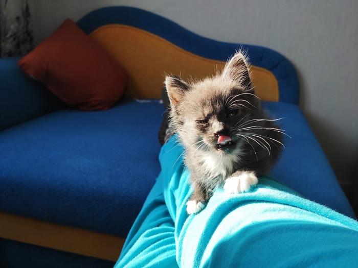 Baby is looking for a home! (Minsk) - My, cat, Kittens, Catomafia, Minsk, Minsk Oblast, Longpost, In good hands, Pets