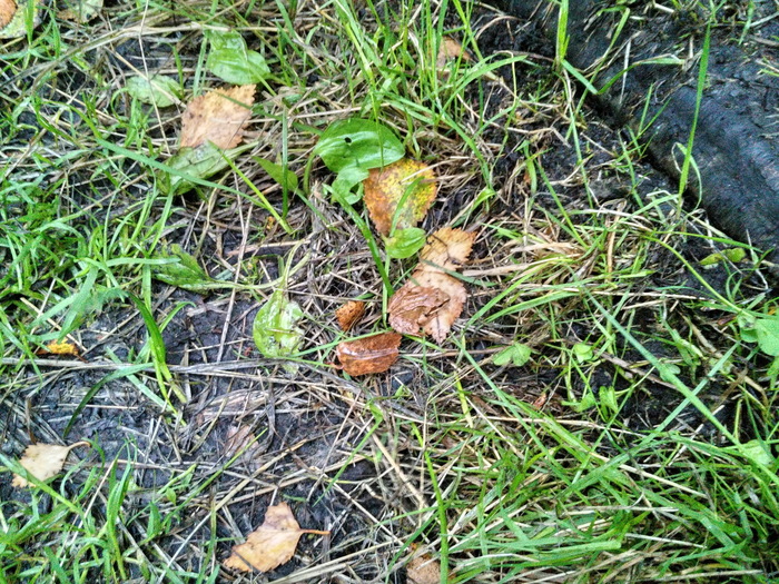 Маленький заполярный лягух