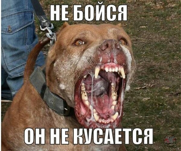 The owner of the Rottweiler in response to the remark incited the dog - Animals, Text, My master is an idiot, Voronezh, Dog, Dog attack, Inadequate