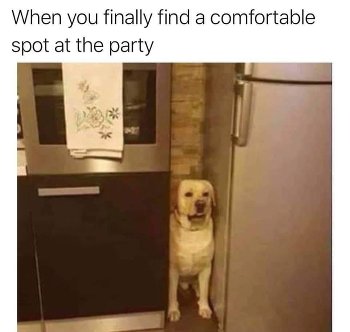 When you finally find a comfortable place for yourself at a party - Dog, Memes