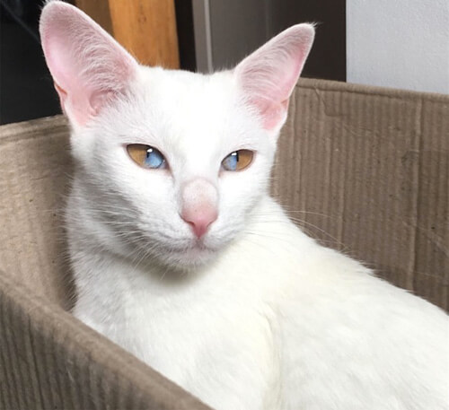 Cat with sectoral heterochromia - cat, Heterochromia, Pets, Longpost