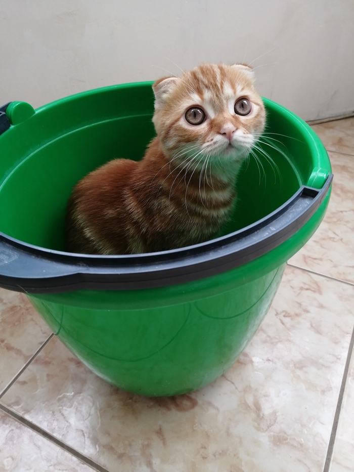 Bucket full of cuteness - My, Musya cat, Milota, cat