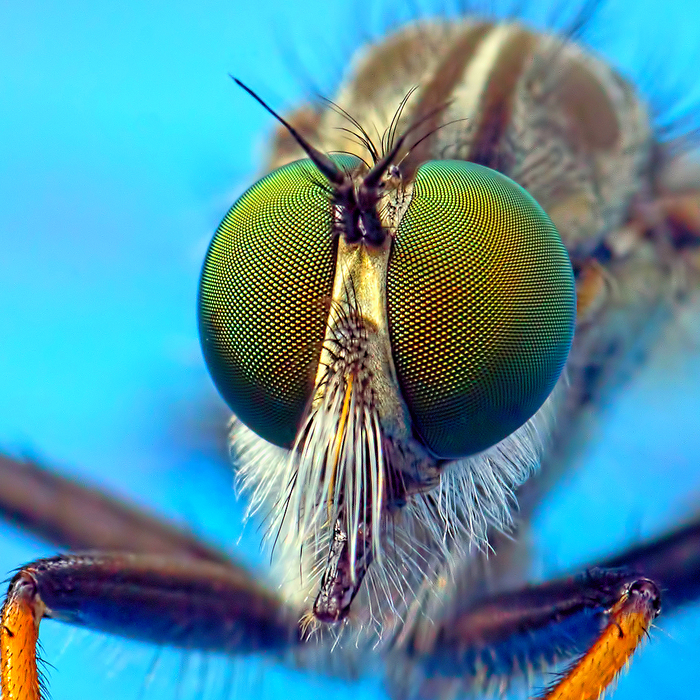 Green eyes of a predator - My, Macro, Eyes, Green eyes, , Ktyr, Муха, Macro photography