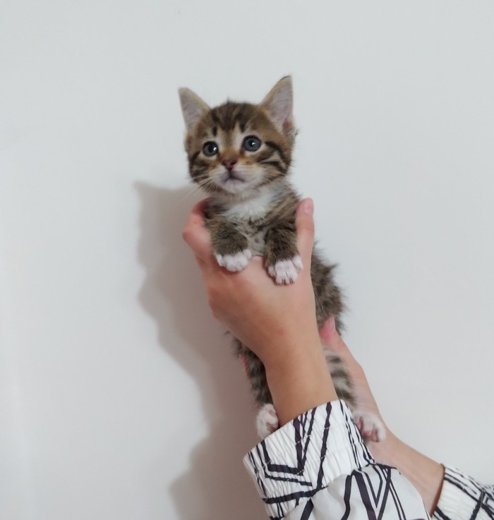 Kitten looking for a home 13 kittens were found gardening - Help, Saint Petersburg, Leningrad region, In good hands, cat, No rating, Longpost, Helping animals