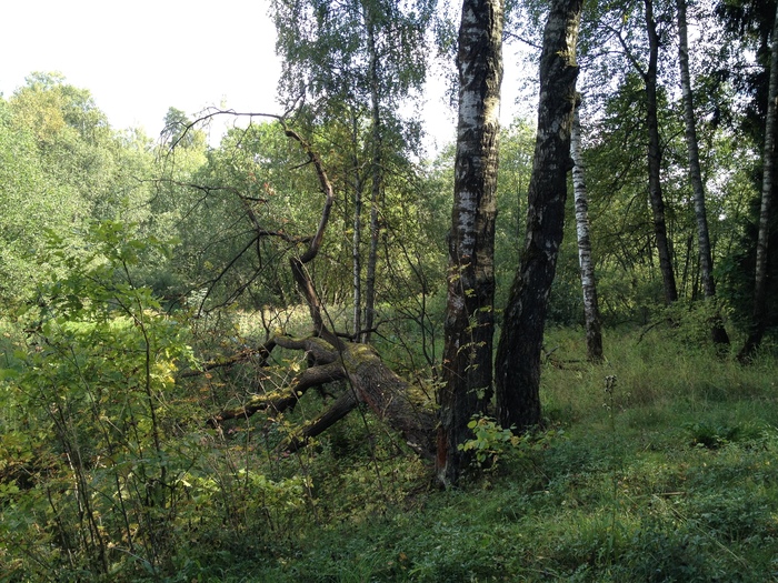 some mushroom - My, Forest, Mushrooms, Walk, Altufyevo, Longpost