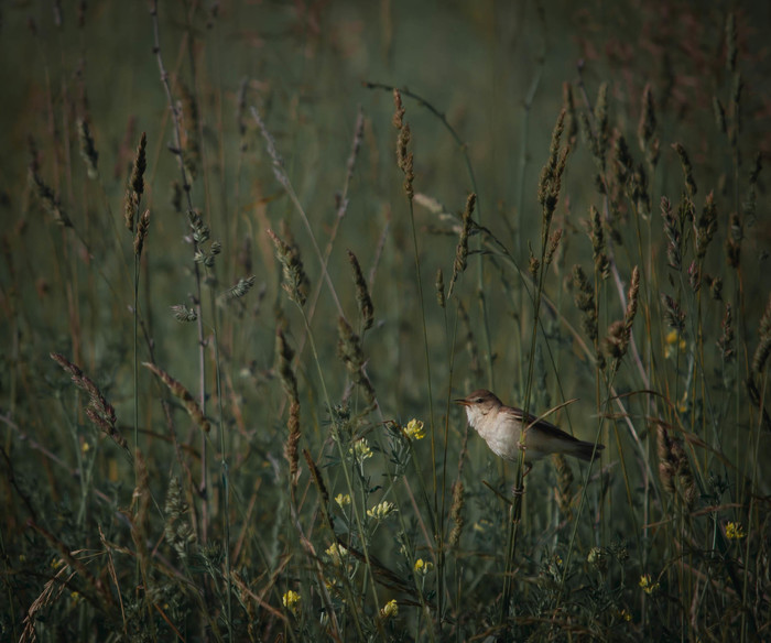 Warbler - My, Birds, Warbler