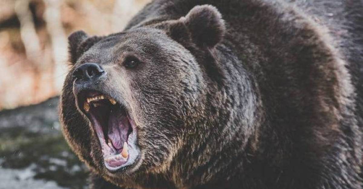 Медведь нападает. Бурый медведь нападение.