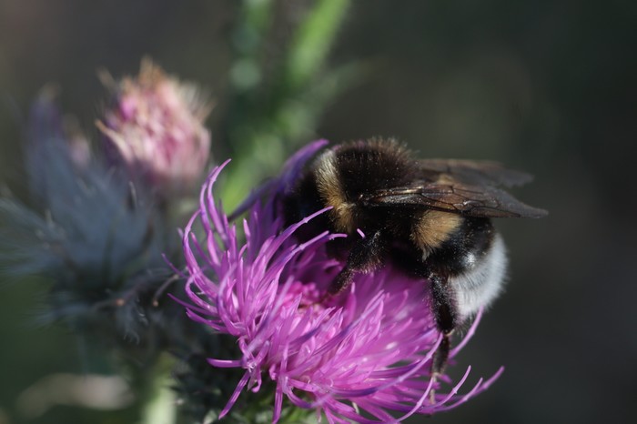 Last day of summer. - My, Beginning photographer, Insects, Macro, Macro photography, Wasp, Bumblebee, Manual optics, Longpost