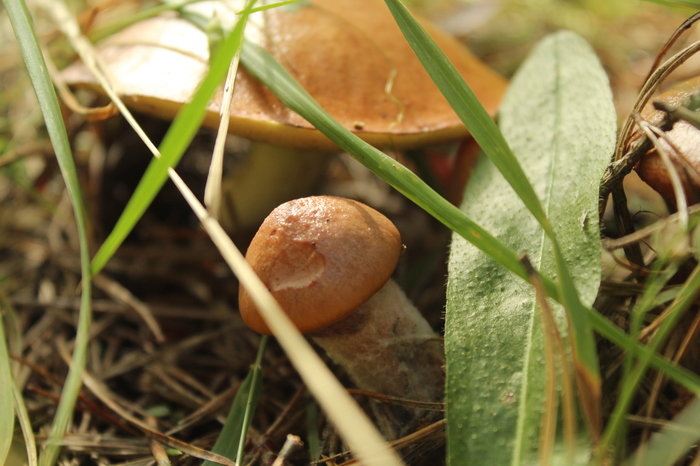 Quiet hunt... - My, Mushrooms, Forest, Silent hunt, Beginning photographer, Canon 4000d