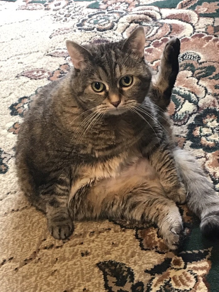 fat hob - cat, Hoba, Thick, The photo, Fat cats, Thick