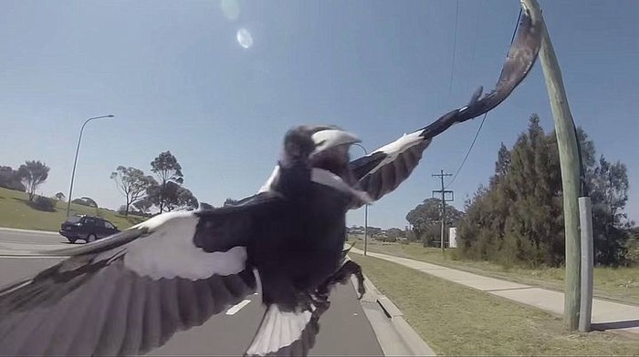 croaked - Australia, Magpie, Aggression, , Shot