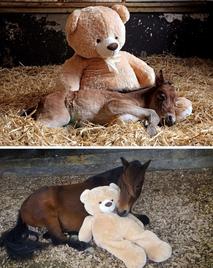 Foal and his teddy bear - Teddy's friends, Foal, Teddy bear, friendship, Horses, Young, Milota, Pets