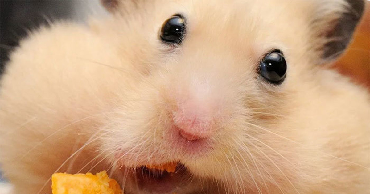 морские свинки. хомяк ест капусту. что едят хомяки. хомяк который ест картошку. хамички картошка.