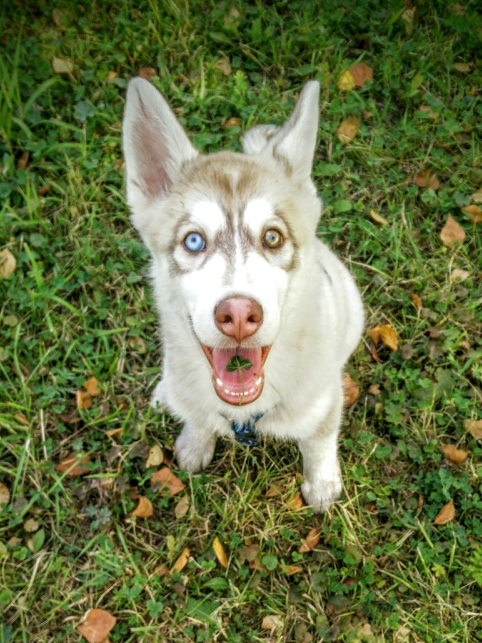 Clover for good luck - My, Husky, Siberian Husky, Milota, Friend of human, Heterochromia, Dog, Clover, Good boy