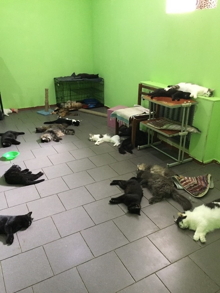 65 cats died and volunteers were injured in the Orenburg shelter - My, Orenburg, Animal shelter, cat house, Longpost, Negative, Flailing, Poisoning, cat