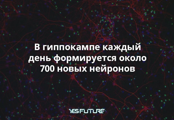 Как восстанавливаются наши нервные клетки? - Моё, Yes Future, Мозг, Нейроны, Нервные клетки, Регенерация, Человек, Длиннопост