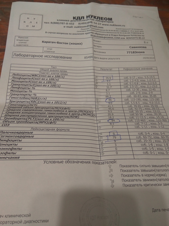 ICD in a cat. Unsuccessful urethrostomy, cat died.... - Urolithiasis disease, Urethrostomy, Longpost, Veterinary, cat, Negative