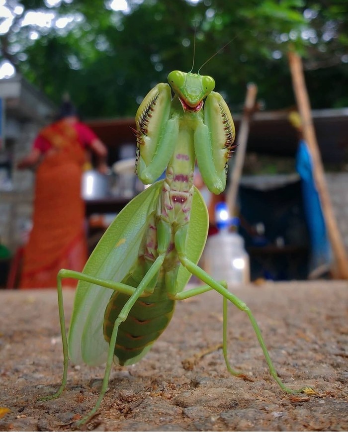 Ready to hit - Mantis, India, The photo, Insects