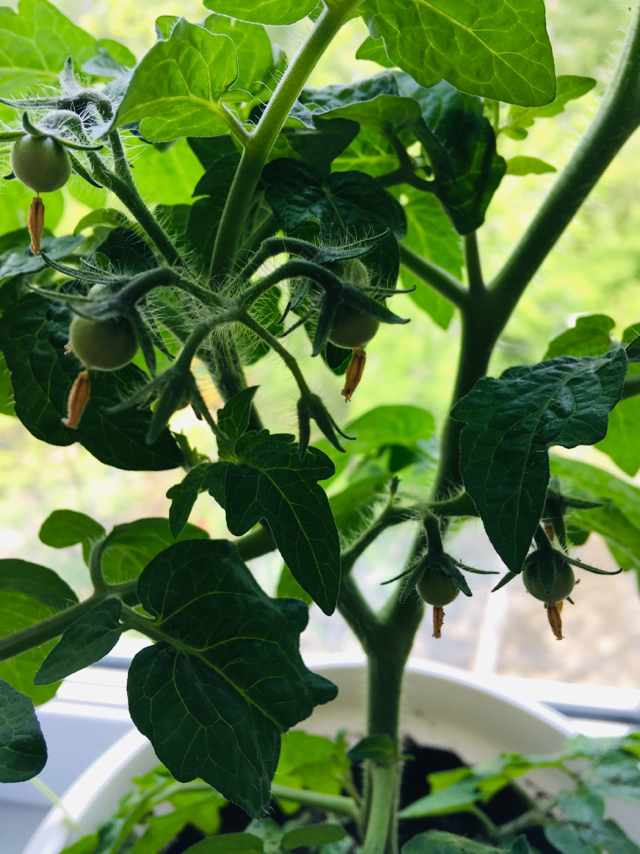 Tomatoes on the window - My, Seedling, Tomatoes, Longpost, Vegetable garden on the windowsill