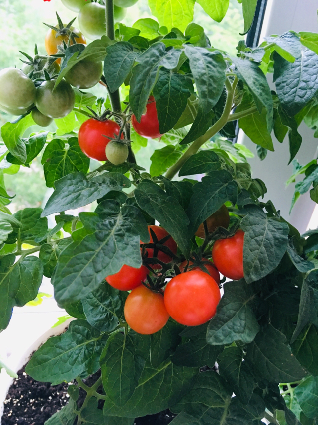 Tomatoes on the window - My, Seedling, Tomatoes, Longpost, Vegetable garden on the windowsill