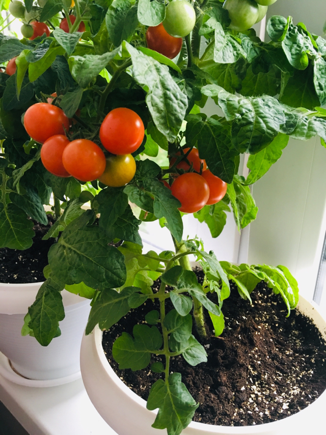 Tomatoes on the window - My, Seedling, Tomatoes, Longpost, Vegetable garden on the windowsill