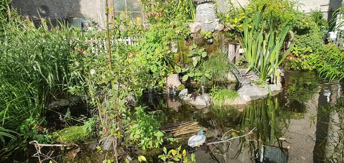 Живность на улицах Мурманска