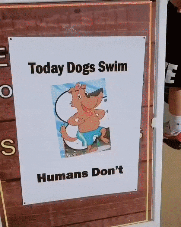 День, когда в бассейн пускают только собак