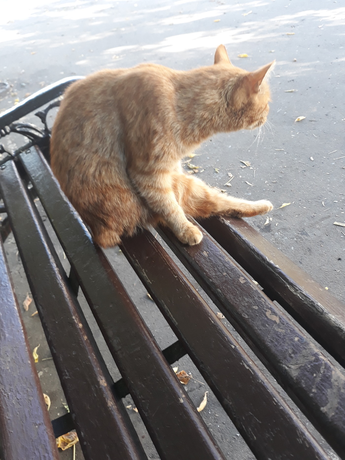 Культурный котейка